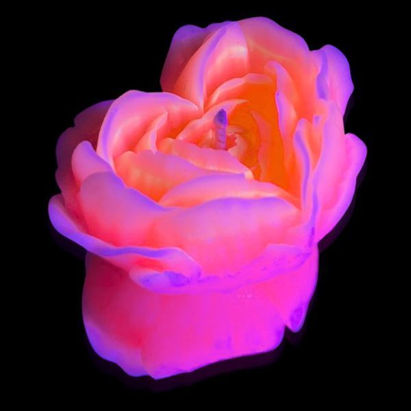 Cвiчка люмінісцентна низькотемпературна GlowKink персикова, М GK208915 фото