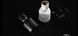 Духи с феромонами PheroStrong Pheromone Elixir для мужчин, 50 мл PS51413 фото 5